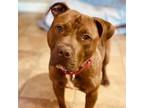 Adopt Teddy a Mixed Breed