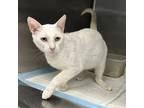 Adopt Joy Division a White Domestic Shorthair / Mixed cat in Austin