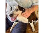 Adopt Didi a Black Mixed Breed (Small) / Mixed dog in Blue Ridge, GA (38116168)