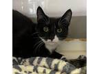Adopt Leaf a All Black Domestic Shorthair / Mixed cat in Fort Lauderdale