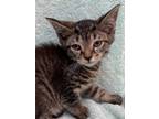 Adopt Meatball a Brown Tabby Domestic Shorthair (short coat) cat in Dayton