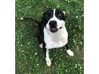 Adopt Rain a White - with Black Pit Bull Terrier / Mixed dog in Horn Lake