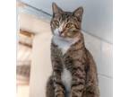 Adopt Herman a Brown or Chocolate Domestic Shorthair / Mixed cat in Leesburg
