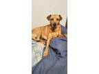 Adopt Reba a Brown/Chocolate - with Tan Mountain Cur / Mixed dog in Maryville