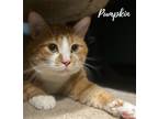 Adopt Pumpkin a Orange or Red Tabby Domestic Shorthair (short coat) cat in