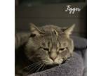 Adopt Tigger a Gray, Blue or Silver Tabby Domestic Shorthair (short coat) cat in