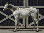 Adopt Prince Igor ("Iggy") a Gray Thoroughbred horse in Nicholasville