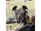 Adopt Wonder a Brindle Greyhound / Mixed dog in Ware, MA (38041708)