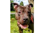 Adopt Zara a Black Mixed Breed (Large) / Mixed dog in Blackwood, NJ (38100874)