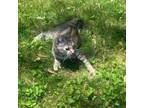 Adopt Bess a Domestic Shorthair / Mixed cat in Waynesboro, PA (38042046)