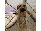 Adopt Hamlet a Tan/Yellow/Fawn Boxer / Mastiff / Mixed dog in Patchogue