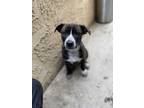 Adopt Chitels a Black - with White Labrador Retriever / Mixed dog in Los