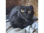 Adopt Behati a All Black Domestic Shorthair / Domestic Shorthair / Mixed cat in