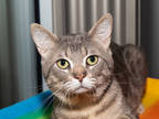 Adopt Mark a Gray or Blue Domestic Shorthair / Domestic Shorthair / Mixed cat in