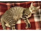 Adopt Emily a Tiger Striped Domestic Shorthair (short coat) cat in Tri State