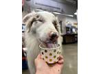 Adopt Quincy a Merle Australian Shepherd / Mixed dog in Silverdale