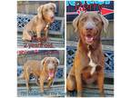Adopt Perry a Brown/Chocolate Labrador Retriever / Mixed Breed (Large) / Mixed