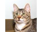 Adopt James a Brown Tabby Domestic Shorthair (short coat) cat in Stamford