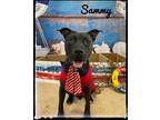 Adopt SAMMY a Black - with White Terrier (Unknown Type, Medium) / Pit Bull