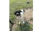 Adopt Daisy a Black Mixed Breed (Large) / Mixed dog in Calgary, AB (38167638)