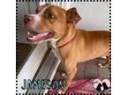 Adopt Jameson a Red/Golden/Orange/Chestnut - with White Boxer / Mixed dog in
