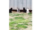 Adopt Cymbol feral barn cat a Brown Tabby Domestic Shorthair (short coat) cat in