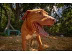 Adopt Optimus a Red/Golden/Orange/Chestnut Hound (Unknown Type) / Pit Bull