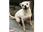 Adopt Tangelo a White Mixed Breed (Medium) / Mixed Breed (Medium) dog in