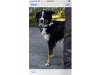 Adopt Elsie a Black - with White Australian Shepherd dog in Richmond