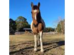 Adopt Fiona a Paint/Pinto / Mixed horse in FREEPORT, FL (38044523)