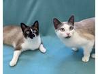 Adopt Ling and Pepper a Brown or Chocolate (Mostly) Domestic Shorthair (short