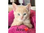 Adopt Anna2 - Ottawa Area a Orange or Red Domestic Shorthair / Domestic