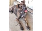 Adopt Marbles a Brindle Pit Bull Terrier / Plott Hound dog in Houston