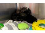 Adopt Rancher a All Black Domestic Mediumhair / Domestic Shorthair / Mixed cat