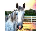 Adopt Annie Oakley a Gray Percheron / Grade horse in Prescott, AZ (35921939)