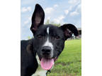 Adopt Obi a Black Mixed Breed (Large) / Mixed dog in Leander, TX (37665662)