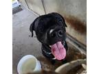 Adopt Filippo a Black Pit Bull Terrier / Mixed dog in Edinburg, TX (38046086)