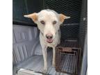 Adopt Bellissa a White - with Tan, Yellow or Fawn Canaan Dog / Mixed dog in