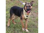 Adopt Sammy a Black - with Tan, Yellow or Fawn German Shepherd Dog / Australian