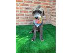 Adopt OZUNA a Gray/Silver/Salt & Pepper - with Black Terrier (Unknown Type