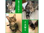 Adopt Biggie Paws a Brown Tabby Domestic Shorthair (short coat) cat in El