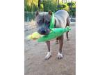 Adopt CLYDE a Brindle - with White Pit Bull Terrier / Mixed dog in Ventura
