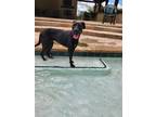 Adopt Kitana a Black Labrador Retriever dog in Houston, TX (38224157)