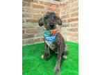Adopt DAKKAR a Brindle Hound (Unknown Type) / Mixed dog in Auburn, WA (38046569)