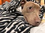 Adopt Bella a Tan/Yellow/Fawn - with White American Pit Bull Terrier / American