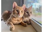 Adopt Tynee a Tan or Fawn Domestic Mediumhair (medium coat) cat in Monrovia