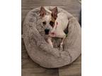 Adopt Rose a White - with Black Boxer / Australian Cattle Dog dog in