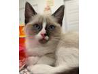 Adopt EARL GREY a Siamese (short coat) cat in Calimesa, CA (38047179)