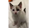 Adopt OATMILK a Siamese (short coat) cat in Calimesa, CA (38047180)