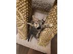 Adopt Brownie a Spotted Tabby/Leopard Spotted Domestic Shorthair (short coat)